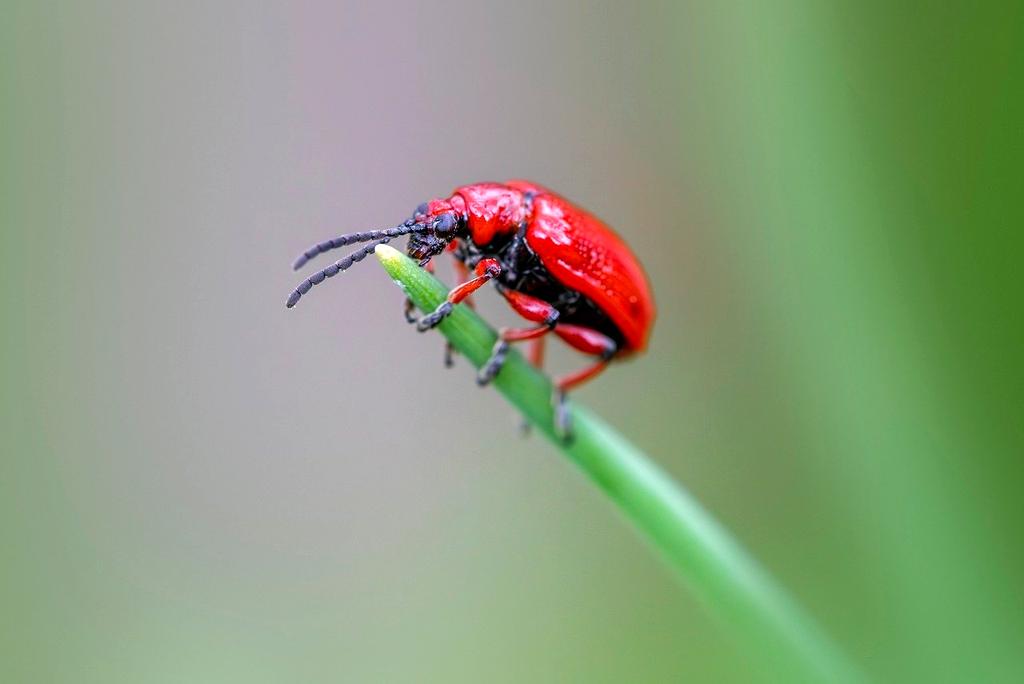 foto cliente soddisfatto della protezione naturale del giardino