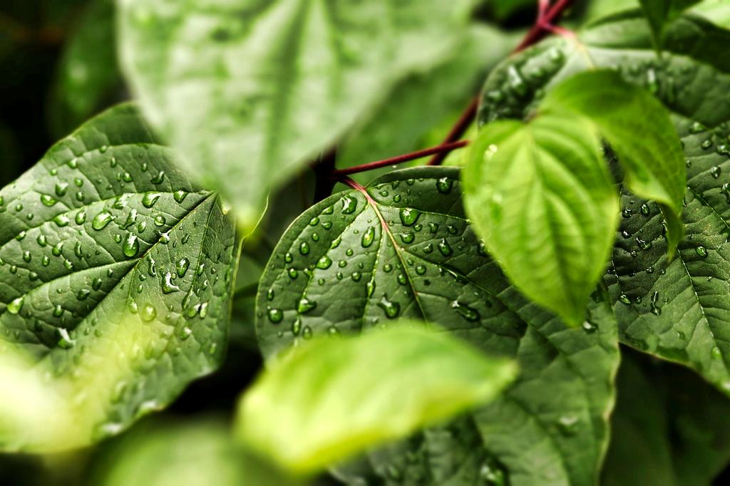 foto cliente soddisfatta delle soluzioni ecologiche per il giardino