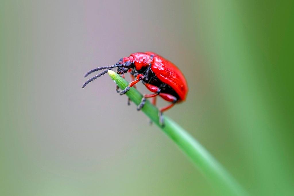 foto cliente soddisfatto dei metodi biologici per il controllo insetti