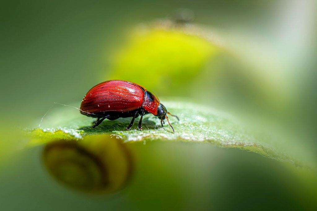 Consulenza professionale per giardino naturale