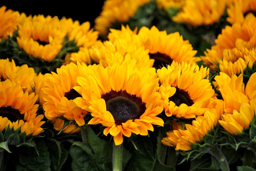 Giardino naturale e protezione insetti