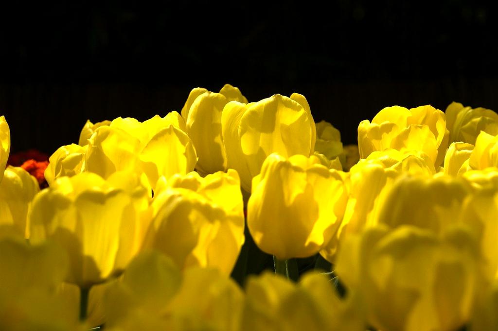 giardino protetto naturalmente dagli insetti