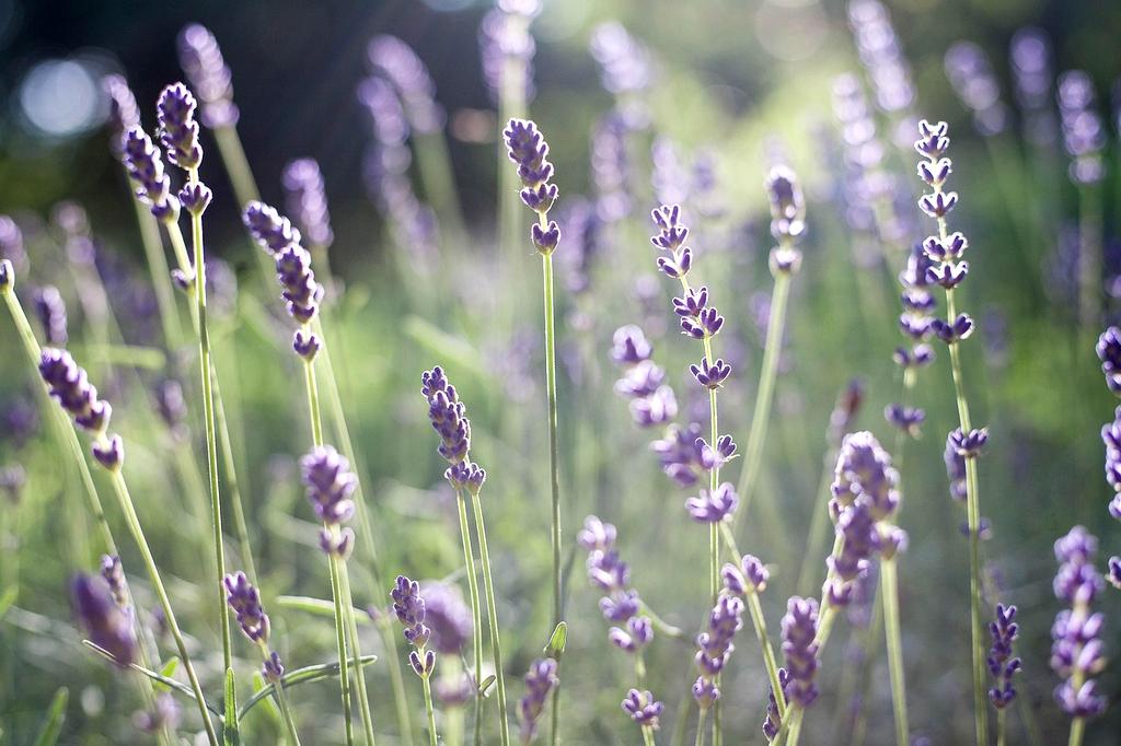 Olio essenziale di lavanda biologico