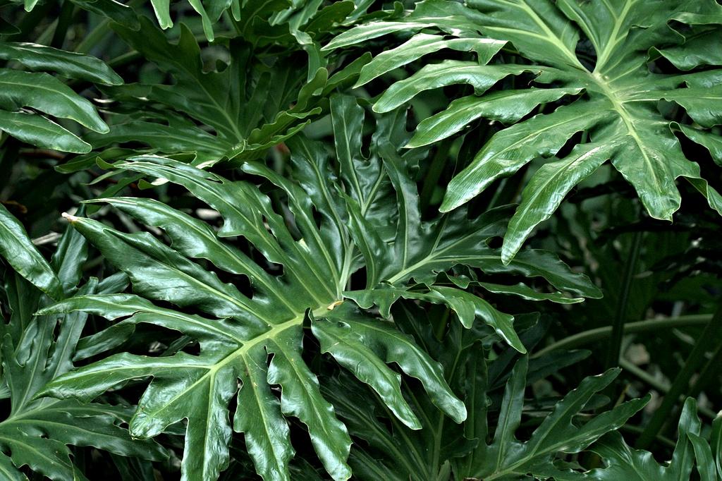 Vasta gamma di prodotti biologici per il giardino